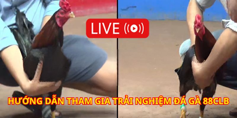 da ga 88clb huong dan tham gia giai tri tai day